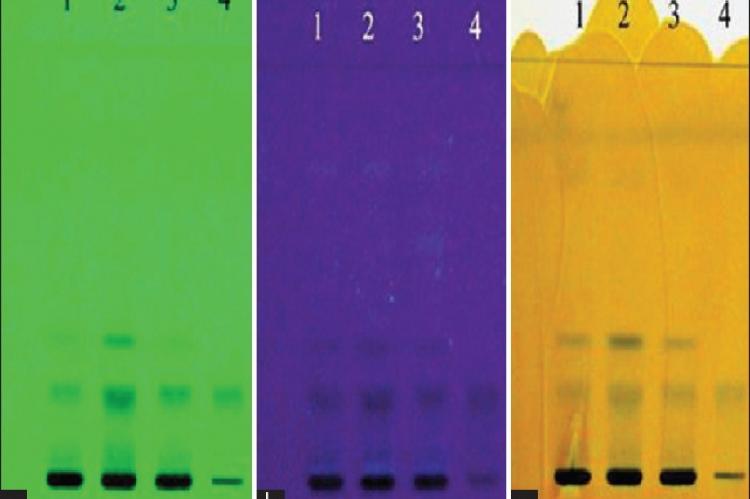 High‑performance thin layer chromatography fingerprint of Woodfordia fruticosa samples and ellagic acid standard with solvent system A. (a) At ultraviolet 254 nm; (b) at ultraviolet 366 nm; (c) after spraying with 5% methanolic FeCl3 reagent. 1: Hyderabad, Telangana, sample of Woodfordia fruticosa flowers; 2: Bangalore, Karnataka, sample of Woodfordia fruticosa flowers; 3: Nahan, Himachal Pradesh, sample of Woodfordia fruticosa flowers; 4: Standard ellagic acid