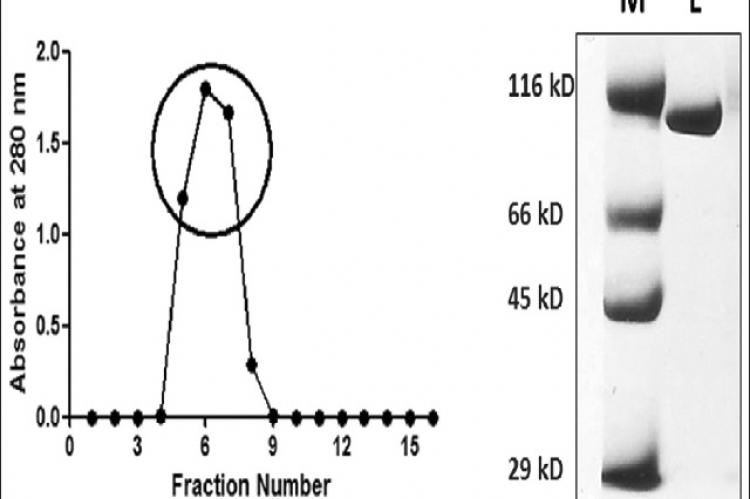 Preparation of lactoferrin from camel milk. (a) Elution profile of lactoferrin from camel milk on cation exchange SP‑Sepharose column. The flow rate was 5 ml/min and the volume of the fractions was 3 ml. (b) Sodium dodecyl sulfate‑polyacrylamide gel electrophoresis of pool of peck fractions (shown in circle in Figure 1a). M stands for molecular weight markers. L stands for isolated lactoferrin