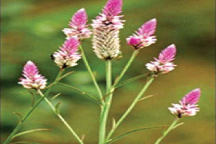 Celosia argentea plant