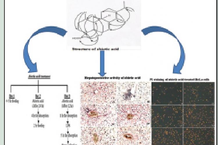 Hepatoprotective and Cytotoxic Activities of Abietic Acid from Isodon wightii (Bentham) H. Hara