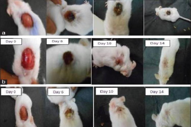 Effect of silibinin on wound healing. Pictorial representation of wound contraction in (a) gel base‑treated (b) Mega Heal gel‑treated and (c) 0.2% silibinin‑treated Swiss albino mice at days 0–14