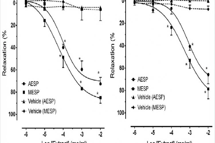 Concentration‑response curve for extracts‑induced relaxations in thoracic aorta rings (n = 5) of (a) Wistar‑Kyoto and (b) spontaneously hypertensive rats which were precontracted using phenylephrine (1 µM). Relaxation (%): Percent relaxation (mean ± standard error of mean), AESP: Aqueous extract of Syzygium polyanthum leaves, MESP: Methanolic extract of Syzygium polyanthum leaves. *P < 0.001, extract versus vehicle