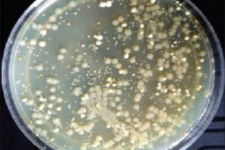 Isolation, Characterization, and Optimization of Protease‑Producing Bacterium Bacillus thuringiensis from Paddy Field Soil