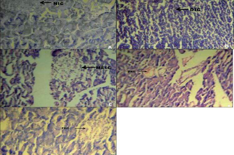 (A) Photomicrographs of normal healthy control group’s rat showing normal globules of acini with normal islet cells (NIC), (H&E, x400)