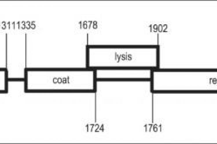 Genetic map of the MS2 bacteriophage