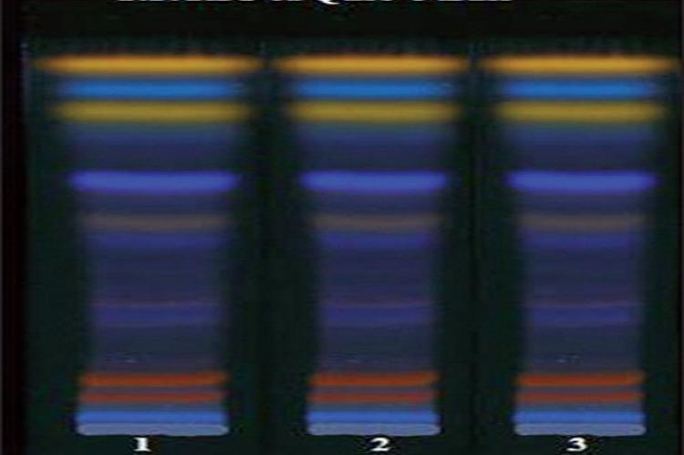 TLC chromatogram of the methanolic extract of three batches of Qurs-e-Luk at UV 366nm observed in UV chamber showing better separation of components (spots)