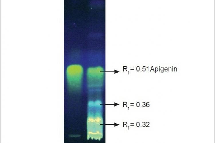 Co-TLC of Standard (STD)-apigenin and MEGA showing three fluorescent spots when observed at 254 nm after derivatisation with NP-PEG reagent.