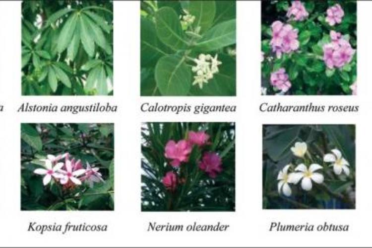 The ten Apocynaceae species studied