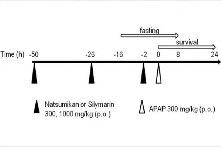 Schedule for the elicitation of APAP-induced hepatotoxicity showing administration of reagents