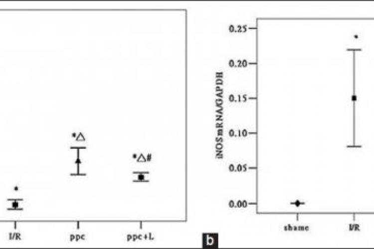 eNOS mRNA statistical analysis (b) iNOS mRNA statistical analysis