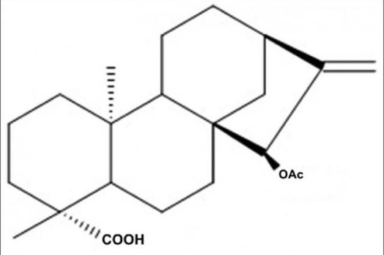 Chemical structure of 15 α-Acetoxy-(-)-kaur-16-en-19-oic acid (xylopic acid)