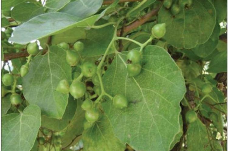 Evaluation of analgesic, antipyretic and anti‑inflammatory activity on Cordia dichotoma G. Forst. Leaf