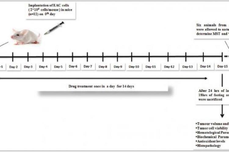 Evaluation of antitumor activity and antioxidant status of Alternanthera brasiliana against Ehrlich ascites carcinoma in Swiss albino mice