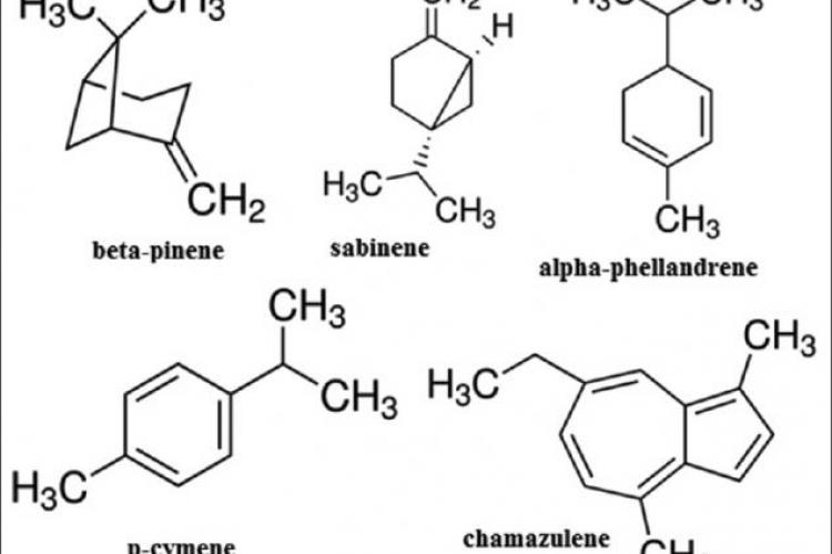 Seasonal variation in the chemical composition, antioxidant activity, and total phenolic content of Artemisia absinthium essential oils