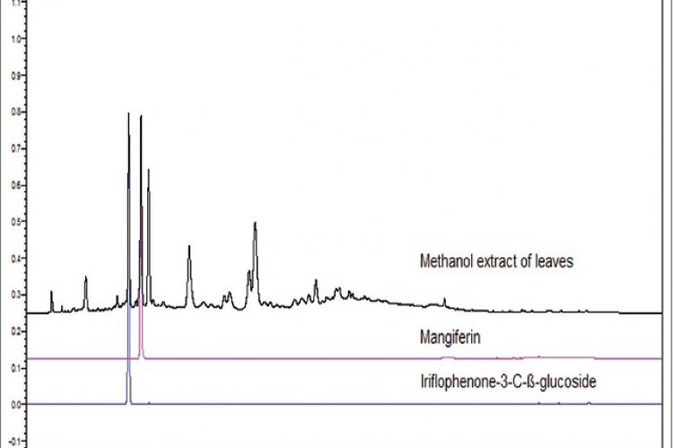 High-performance liquid chromatography chromatograms overlay of standards and Mangifera indica leaf methanol extract