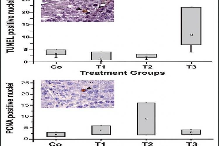 Testicular cross-sections submitted to terminal deoxynucleotidyl transferase-mediated dUTP nick-end labeling method and proliferating cell nuclear antigen labeling showing positive nuclei in brown (arrowhead) and a number of positive nuclei in all groups studied