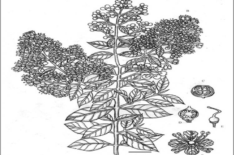 Pharmacognostic Specifications and Lawsone Content of Lawsonia inermis ...