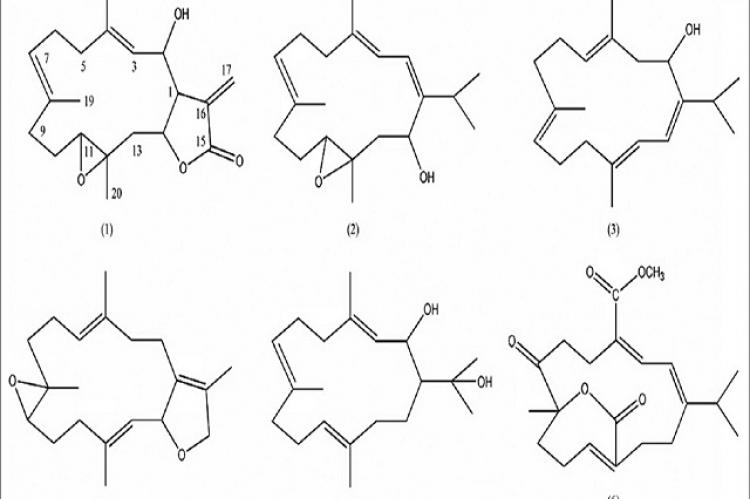 Structures of new compound 2‑hydroxy‑crassocoide E 