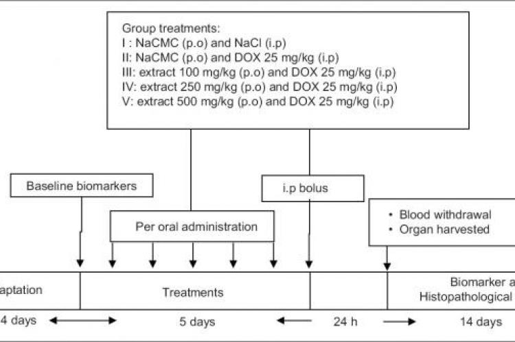 Diagram of experimental protocols. Animals were adapted for 14 days prior to Kleinhovia sp. extract administration for 5 consecutive days. At day 5, rats were injected with either saline or doxorubicin. After 24 h, blood was withdrawn and organs were harvested for further analysis