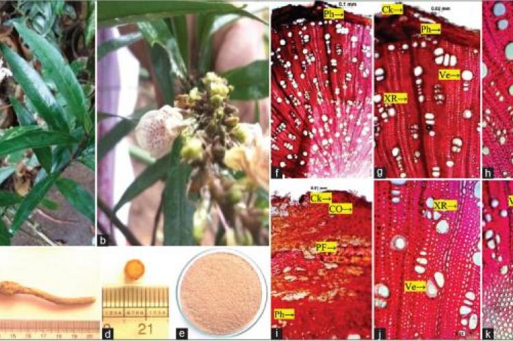 (a-e) Macroscopic features of Justicia gendarussa. (f-k) Microscopic observations of dried roots of Justicia gendarussa