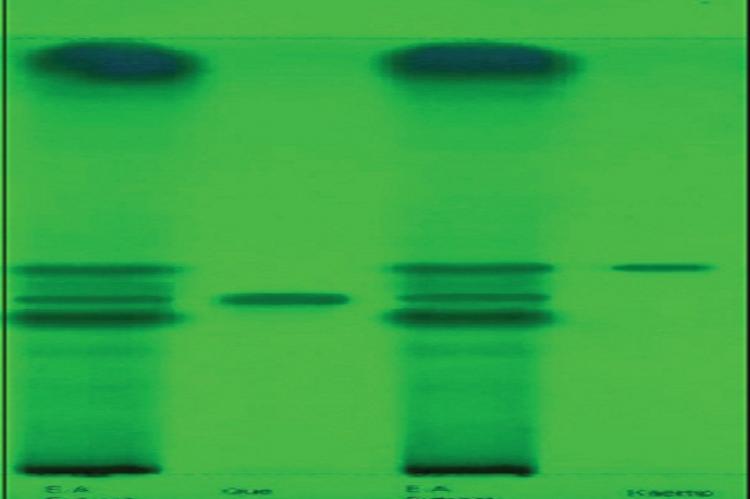 Ultraviolet mode at 254 nm Que‑standard Quercetin, E.A. extract‑ethyl acetate extract, kaemp‑standard kaempferol