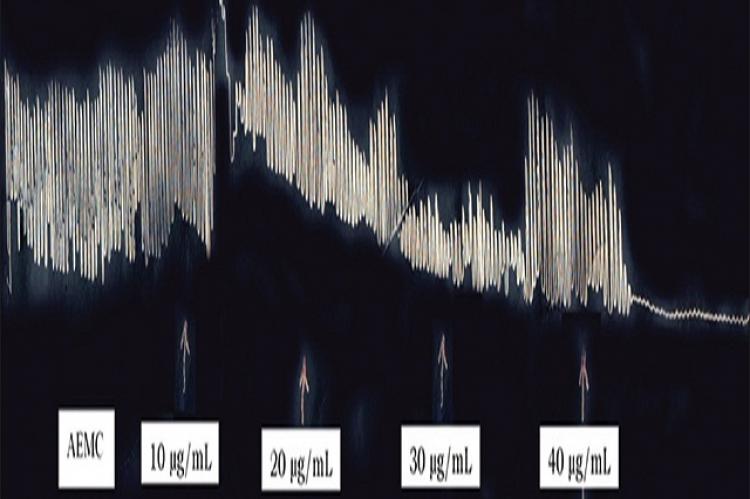 Typical tracing showing the inhibitory effects of crude aqueous extract of Muntingia calabura L. on spontaneous contractions of isolated rabbit jejunum preparation