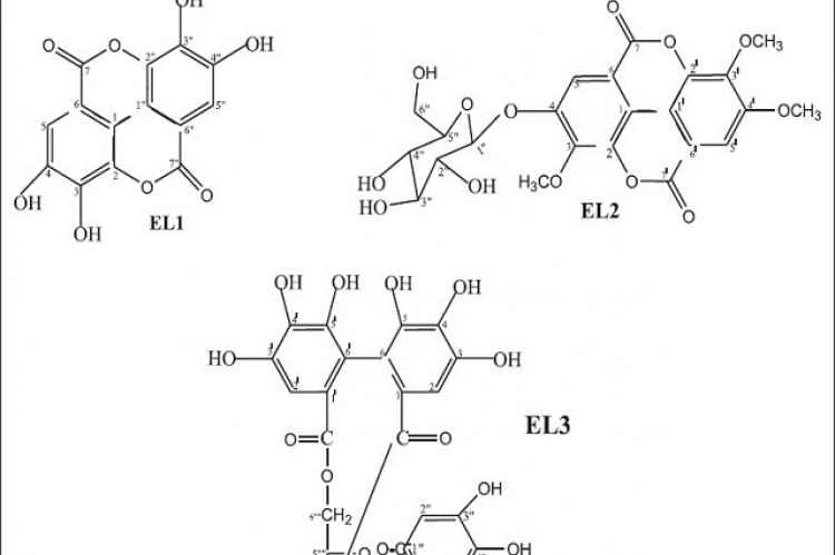Chemical structure of compounds isolated from Excoecaria lucida Sw leaves