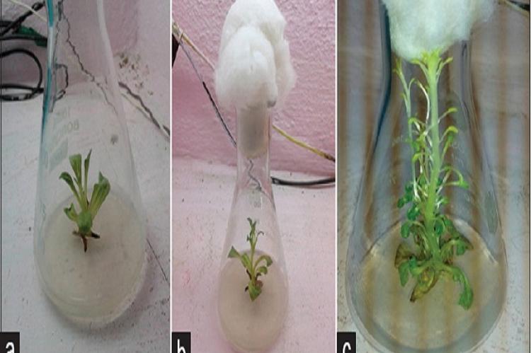 (a) Shoot Apex, (b) Shoot proliferation, (c) Multiple Shoot Formation