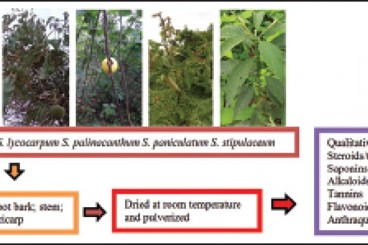 Phytochemistry in Medicinal Species of Solanum L. (Solanaceae)