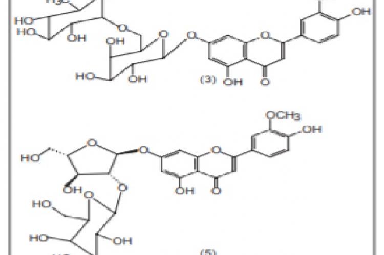 Structure of the isolated new natural flavonoidsww