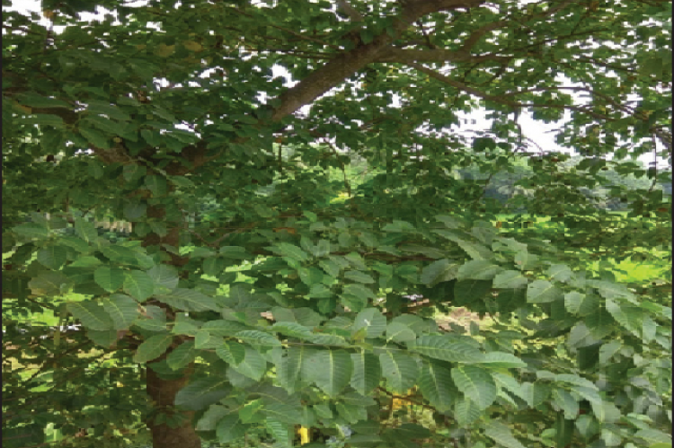 Anthocephalus cadamba tree