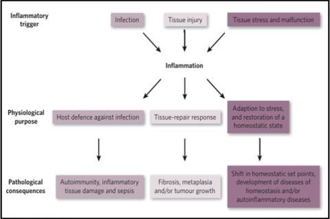 Causes, physiological and pathological outcomes of Inflammation.