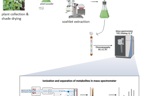 Extraction of phytocompounds for LCMS analysis: A comprehensive overview. Ona, S. (2022) BioRender. Ona, S. (2022).