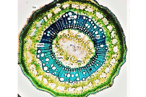 T.S of Secamone emetica young stem; Ep: Epidermis