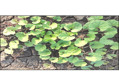 Ipomoea reniformis (Choisy), Convolvulceae.