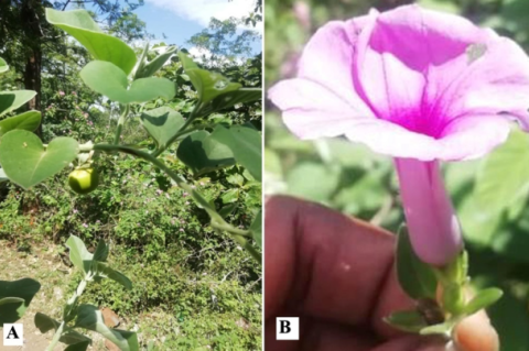 A. Fruiting twig; B. Flower