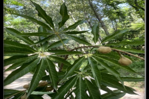 Aesculus indica