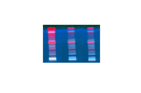 HPTLC MEAL fingerprint profile at 366 nm, where T1, T2 and T3 are the concentrations of 1 mg/mL solution in methanol developed on a silica gel G60 F254 plate in triplicates that were eluted with Toluene: Ethyl acetate: Methanol: Glacial acetic acid (55: 35: 10: 2) as the mobile phase.