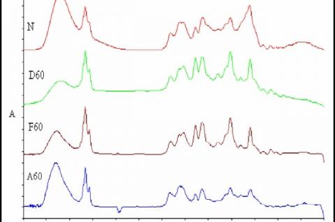 FTIR spectra of fruit ethanol extract of Piper sarmentosum stored at 60 °C/85% RH, N (0 month), D60 (1 month), F60 (2 months) and A60 (6 months)