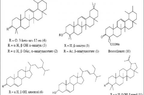 Structures of the identified compounds