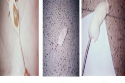 (A) Initially shaved albino rat (B) Control group after 30 days (C) Albino rat treated with formulation F1 for 30 days showing complete hair growth.
