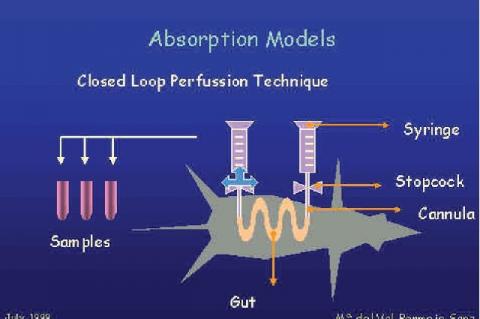 It shows the closed loop perfusion technique that was used to obtain intestinal absorption rate constants in rats.