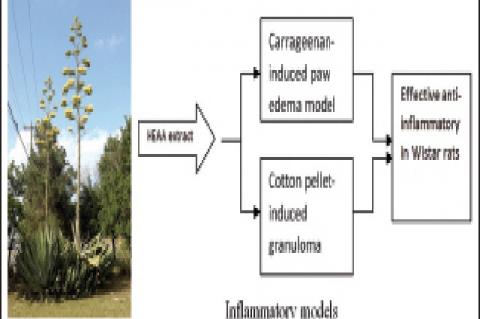Anti‑inflammatory Effect of an Extract of Agave americana on Experimental Animals