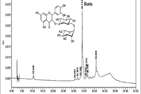 Chromatographic profile of ethanol extract of the leaves from Schinus molle