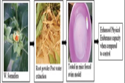 Physical Endurance Enhancing Capacity of Withania somnifera Root Powder Post-water Extraction in Mice