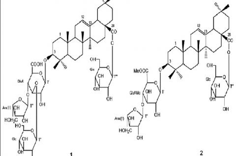 Chemical structures of the two isolated saponin from Panax bipinnatifidus