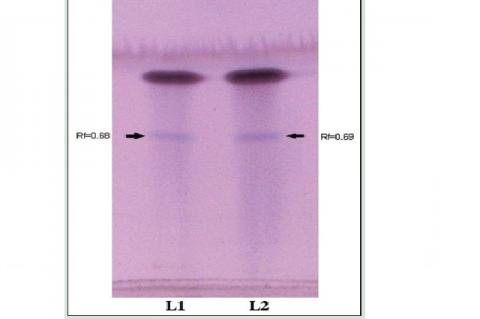 High‑performance thin layer chromatography of saponin fraction collected through flash chromatography (Lane 2) against ursolic acid standard (Lane 1) followed by densitometric scanning at 560 nm