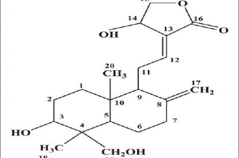 Chemical structure of Andrographolide. Molecular formula: C20H30O5. Molecular weight: 350.46 g