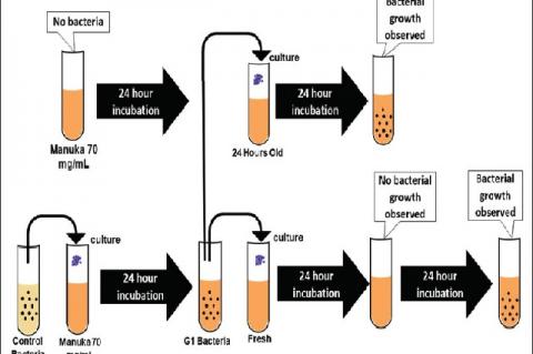 Experimental procedures to validate Manuka degradation over time and train bacteria to tolerate concentrations that were lethal upon the second exposure (70 mg/mL). G1 bacteria were a population exposed to Manuka only once. Only 24 h of incubation in 24‑h‑old Manuka was needed to observe growth, while 48 h of incubation was required to observe growth in fresh Manuka, validating partial degradation of honey during incubation. (Full page width)