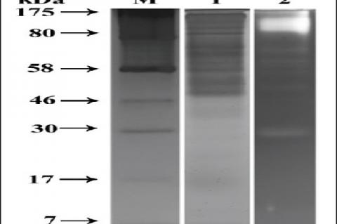 Potent Procoagulant and Platelet Aggregation Inducing Serine Protease from Tridax procumbens Extract